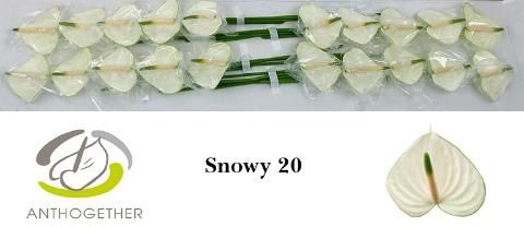 Антуриум Сноуи x20, шт. Антуриум Сноуи x20, шт.