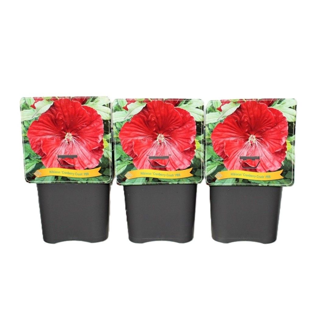 Hibiscus Cranberry Crush PBR C5, D 21 cm