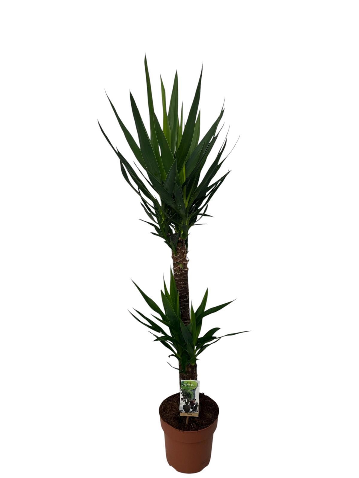 Yucca 75-30 3+ kop, D 21