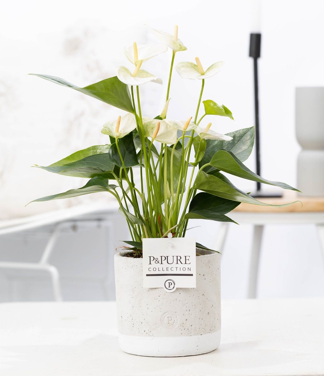 Anthurium white (Elido) in P&PURE Jade ceramics, D 12