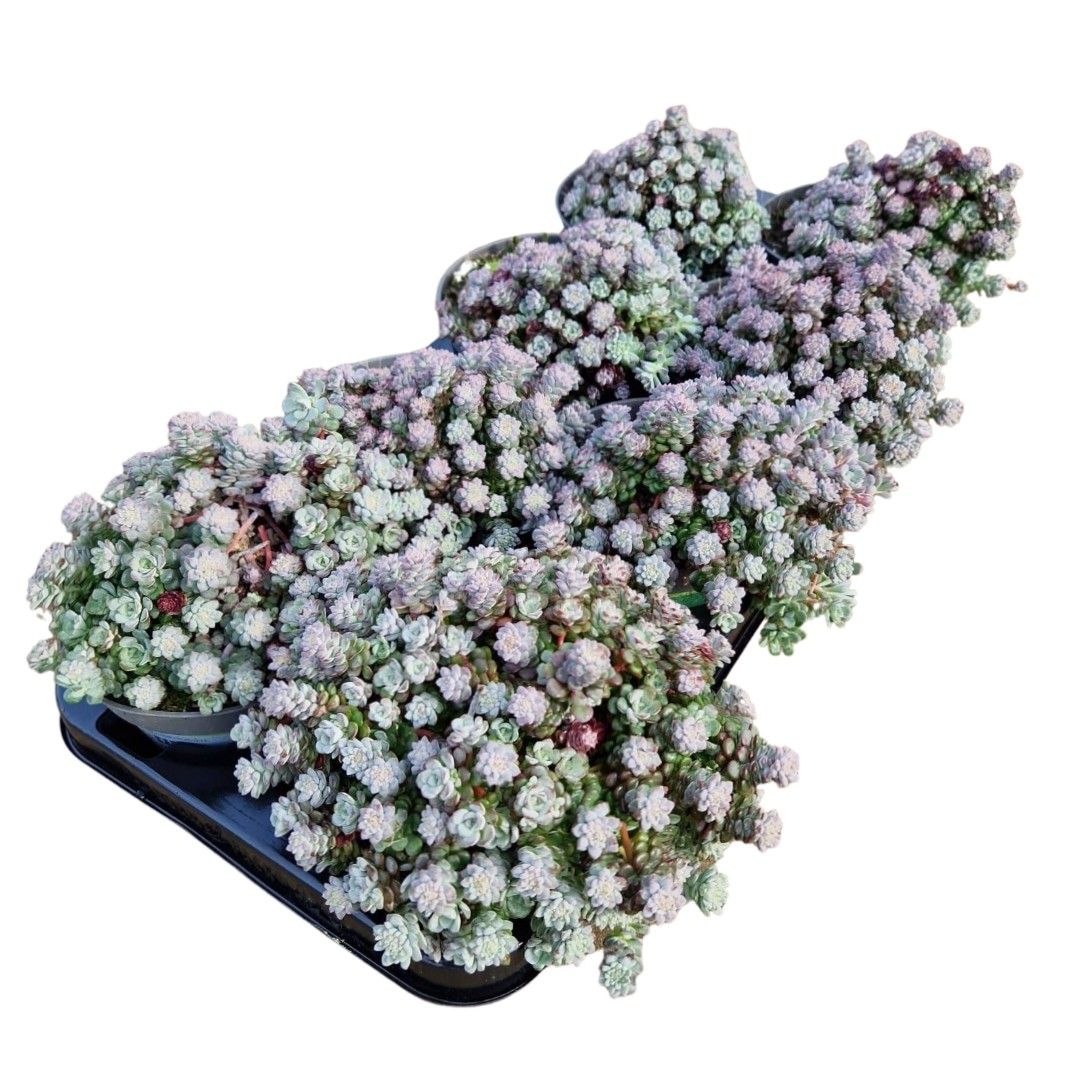 Sedum spathulifolium 'Cape Blanco', D 13 cm