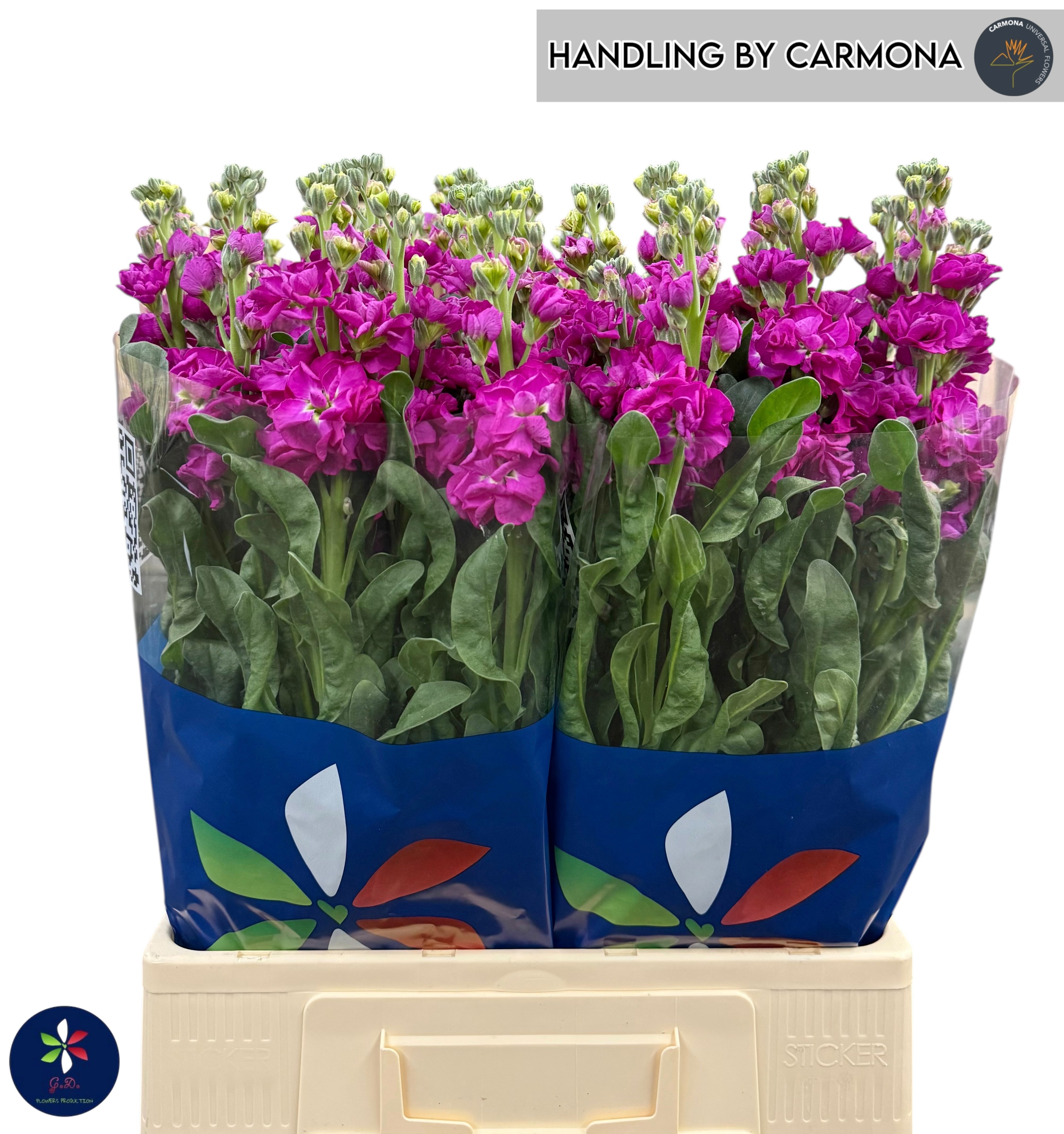 Маттиола од. Айрон Роуз 70, шт.