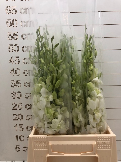 Дендробиум Помпон Вайт, шт.