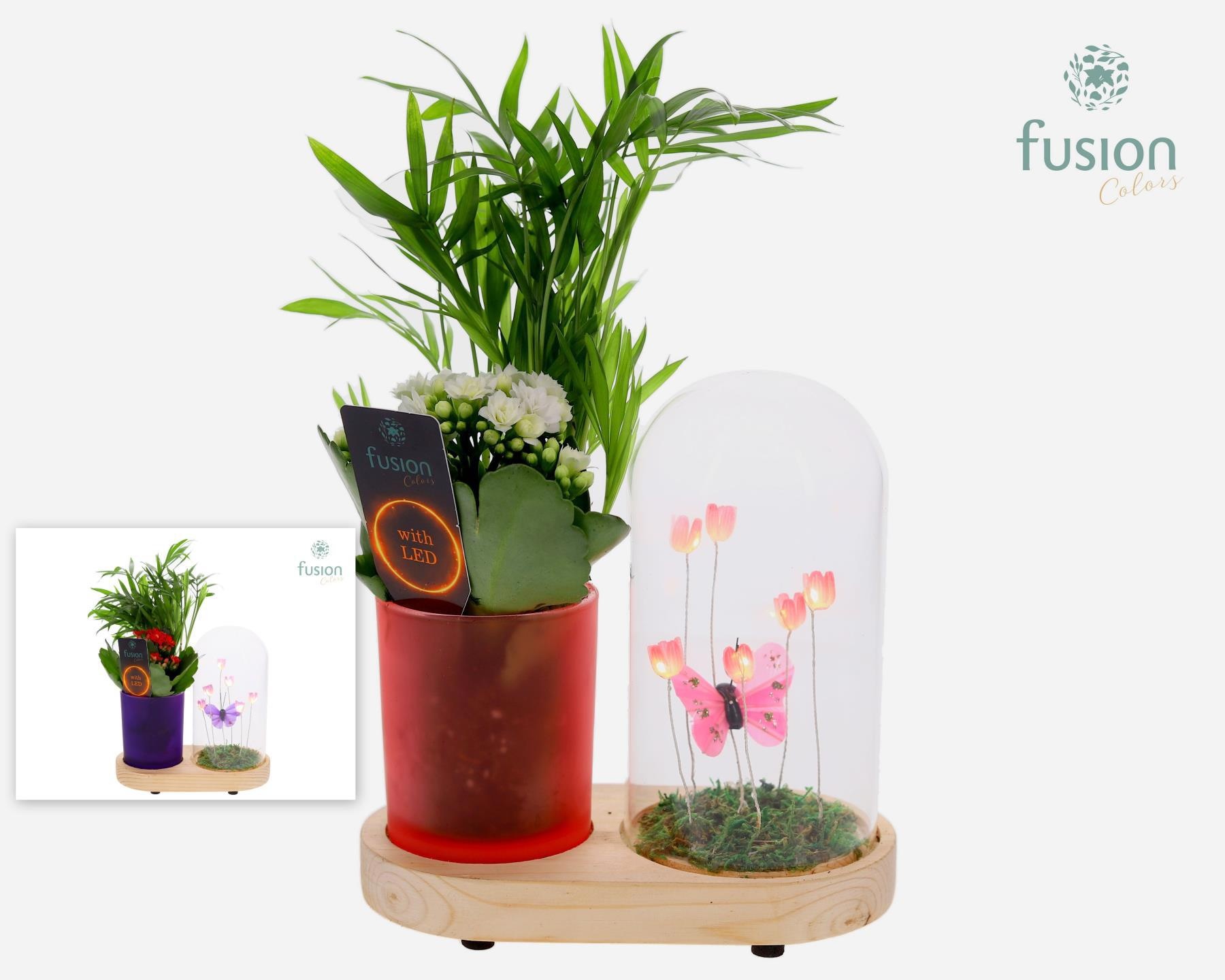 LED Lichtbal Vlinder Large houten planter met Arrangement, D 17