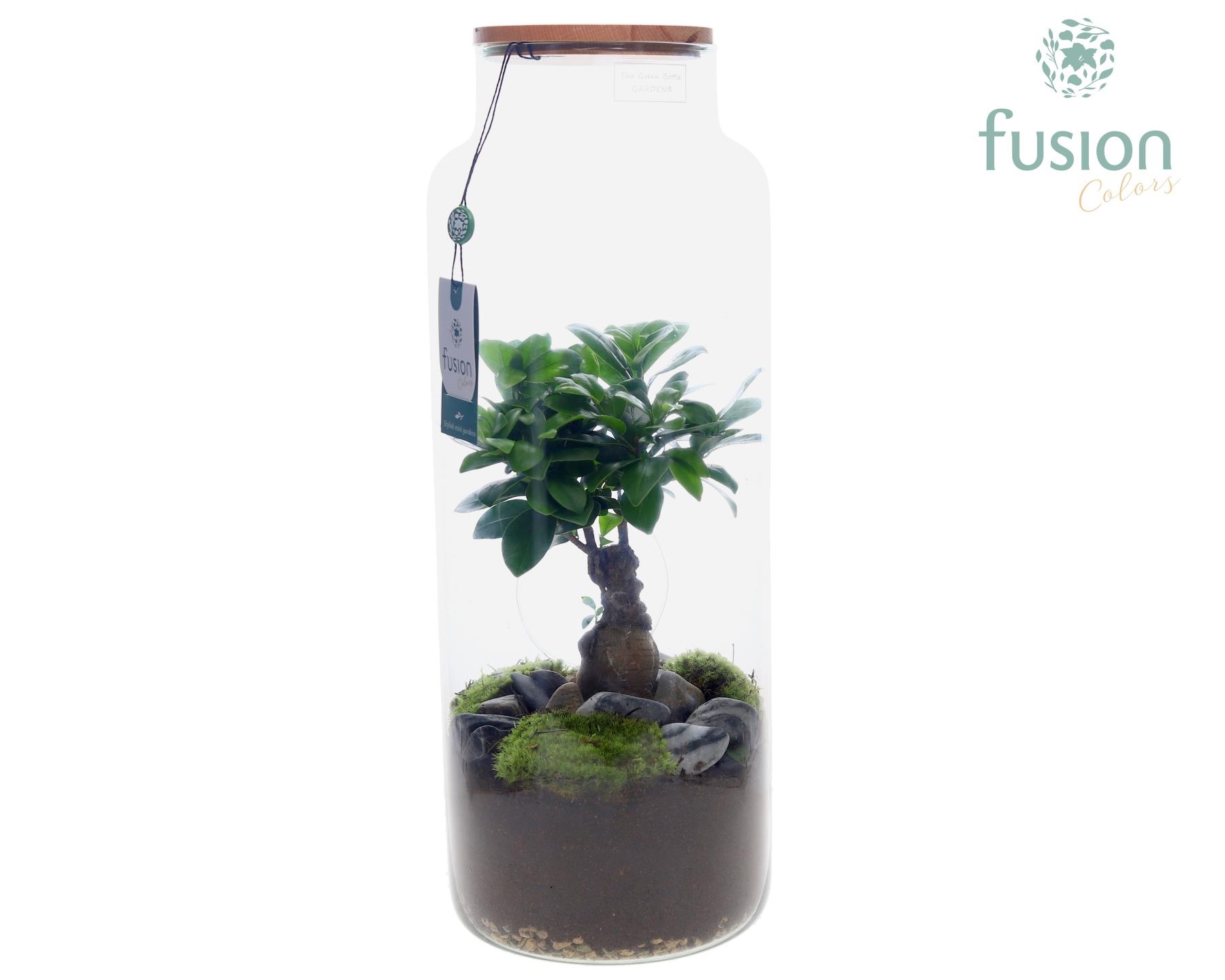 Glas vaas met houten dop en Ficus Ginseng, D 19