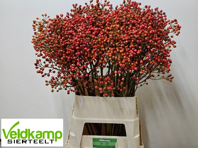 Рузботель Мэджикал Отем Глори 100, шт.