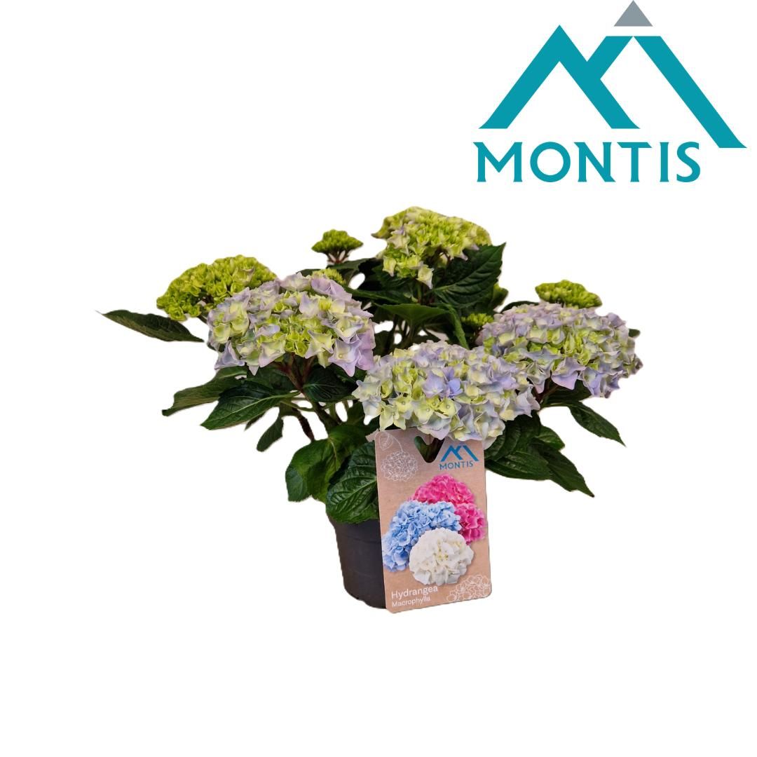 Hydrangea River Blue 15 cm 5+, D 15
