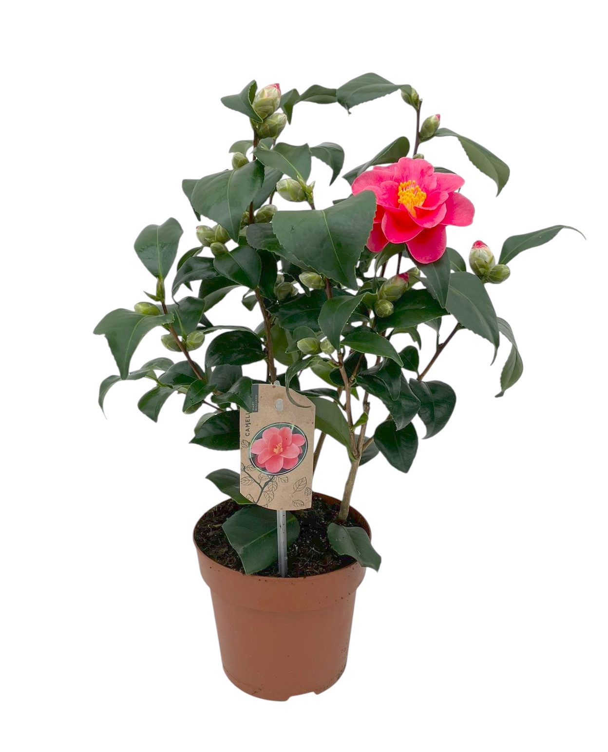 camellia Mary Williams 20+ knoppen, D 15