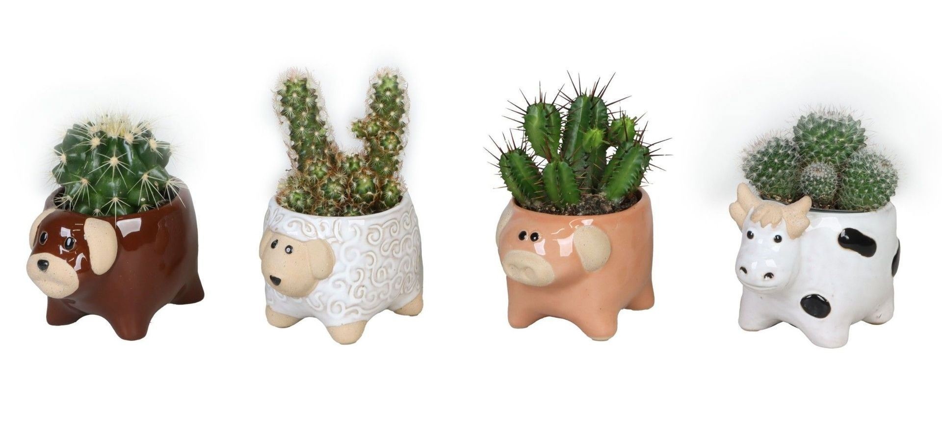 L 66618 with Cactus Mix 6 cm, D 6