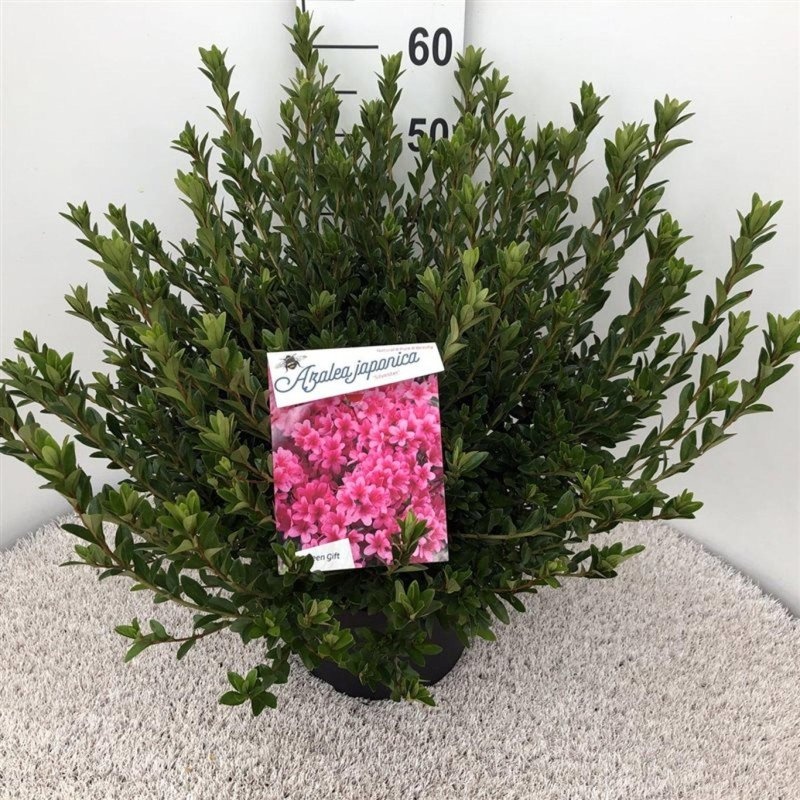 Rhododendron (AJ) 'Silvester', D 29