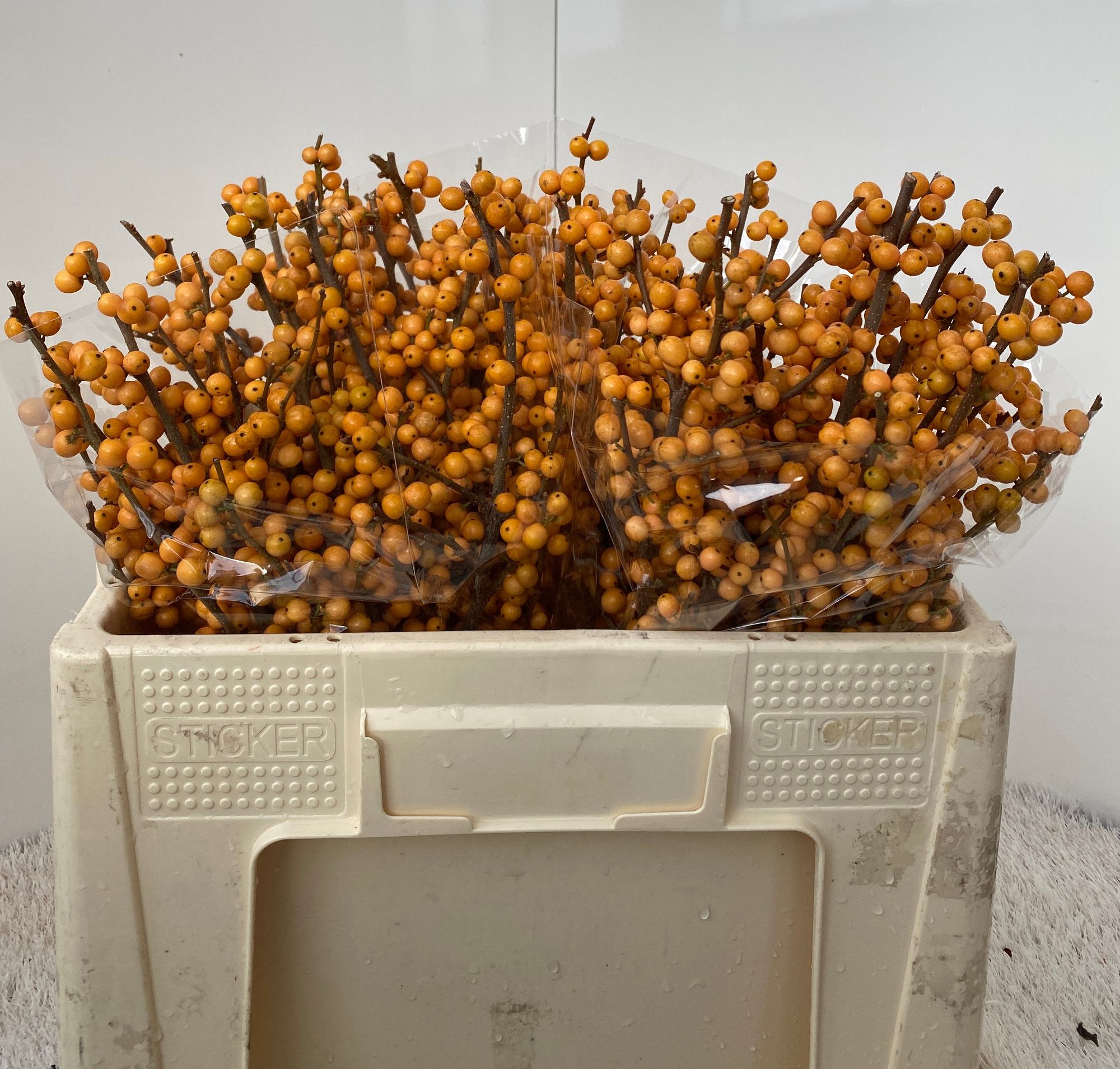 Илекс Голден Вербум 50, шт.