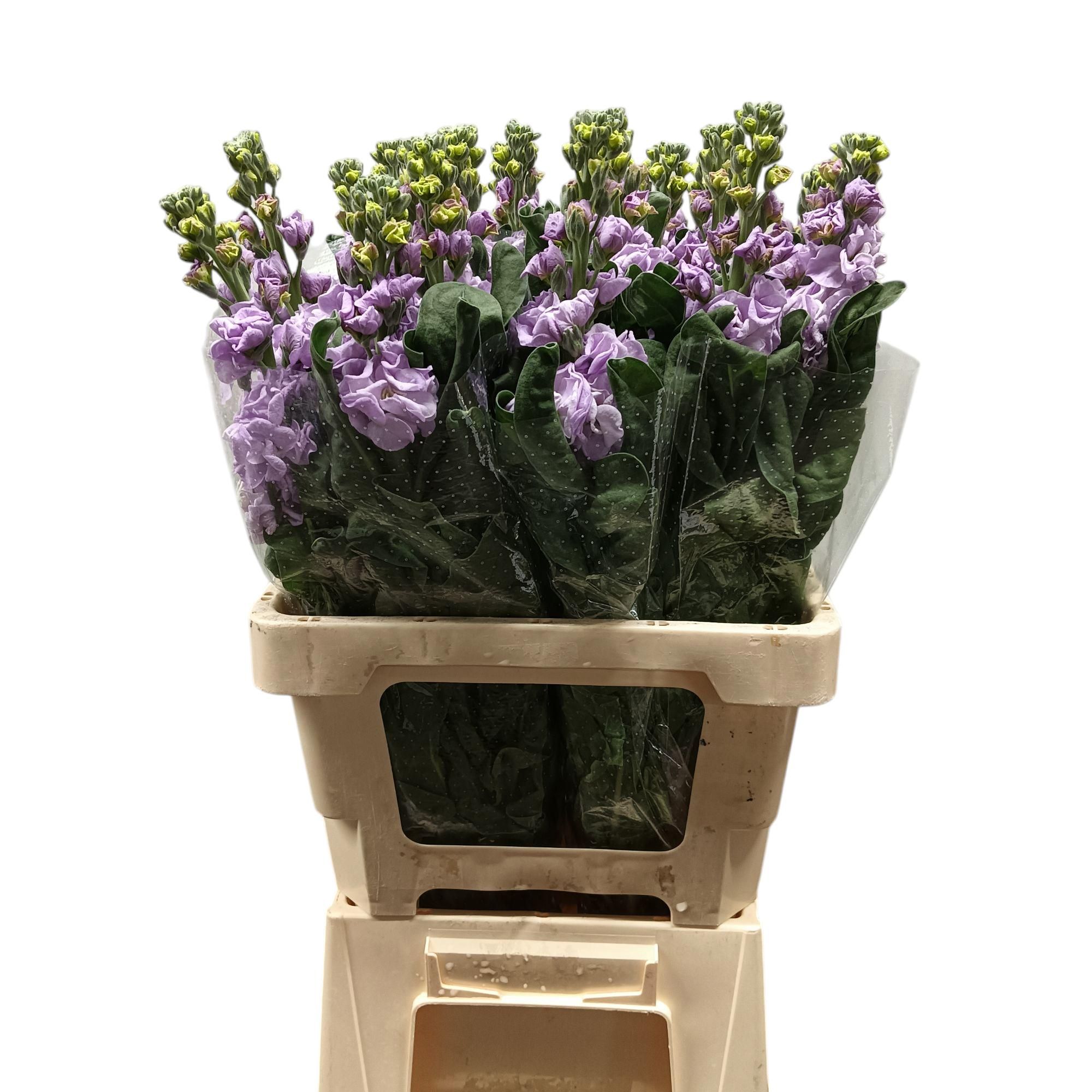 Маттиола од. Айрон Марин 60, шт.