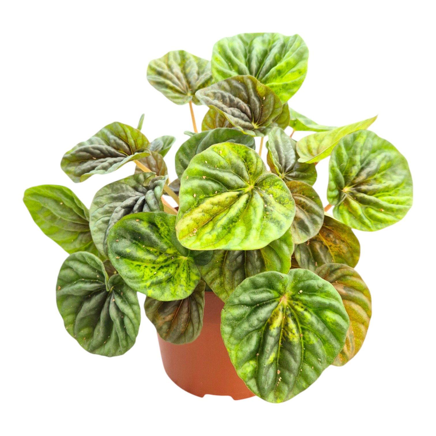 Peperomia Candora® Vermeer, D 13