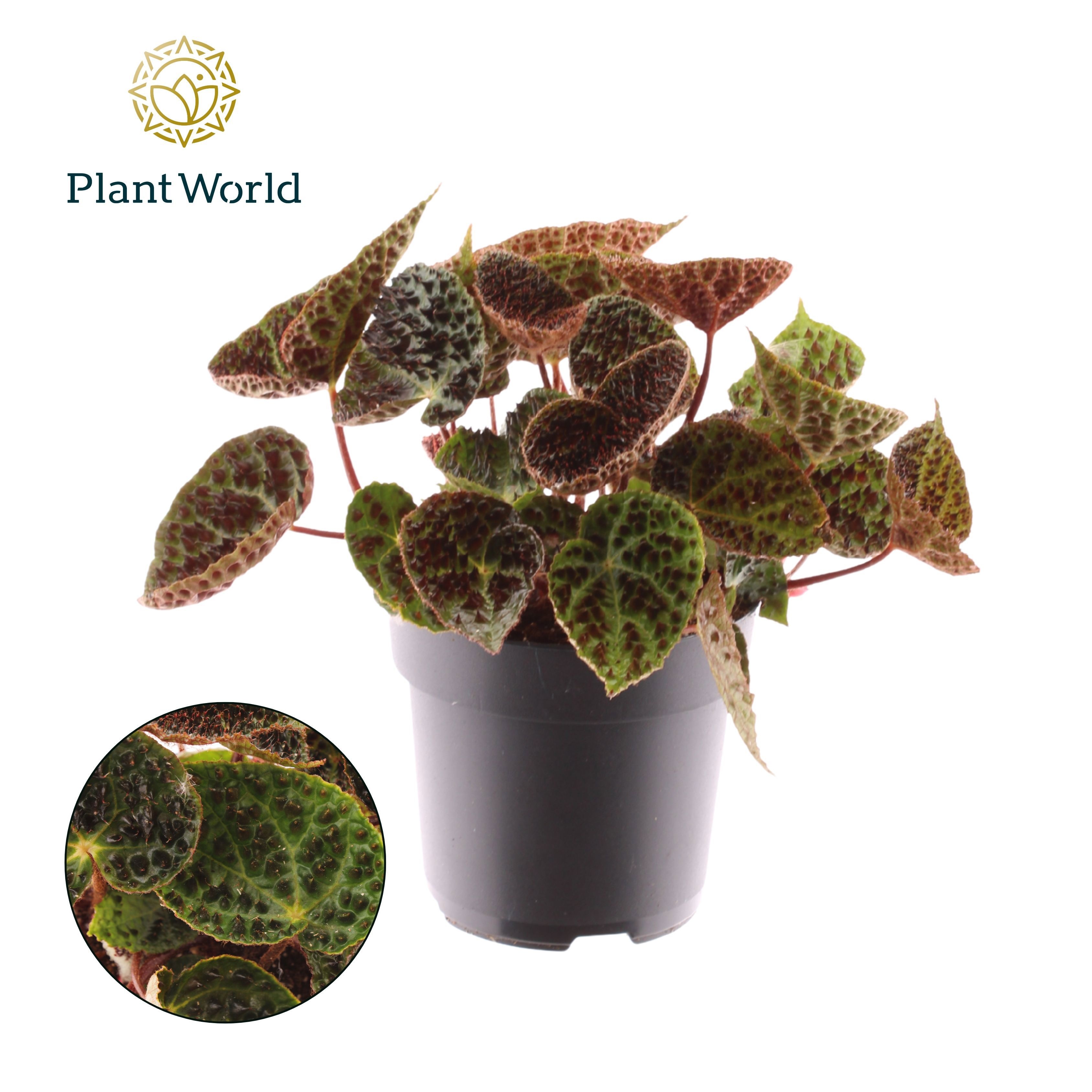 Begonia rex Ferox, D 17