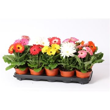 Gerbera 2+ bl gemengd 12cm excellent, D 12