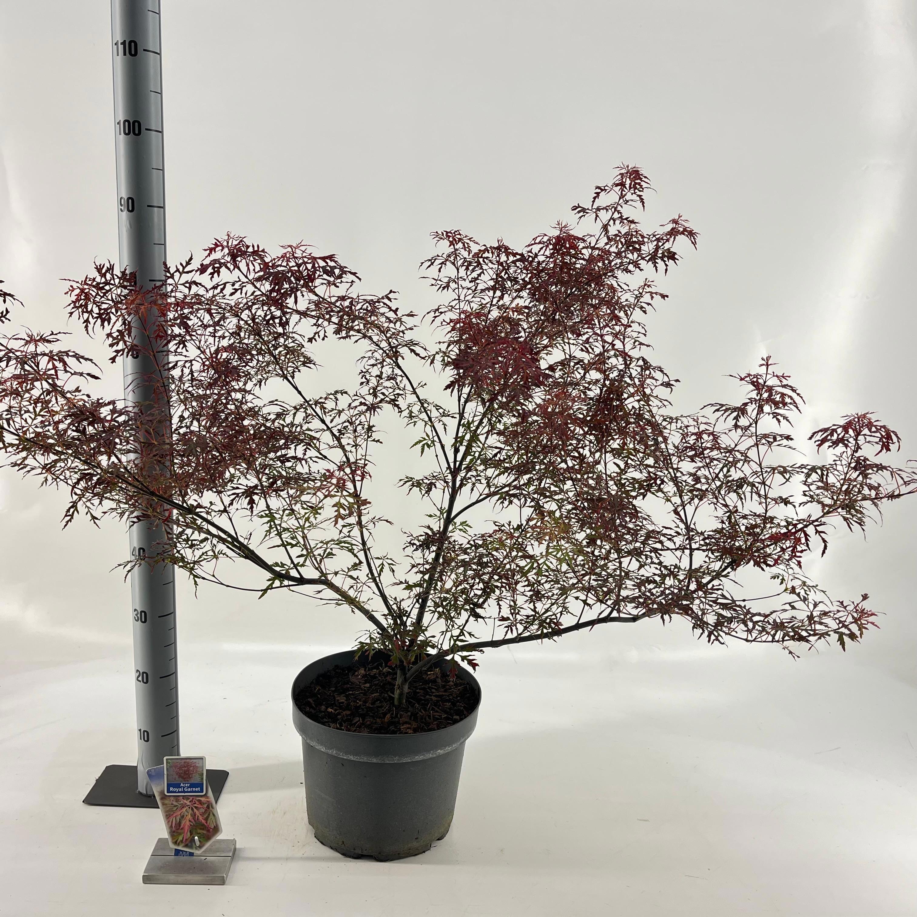 Acer pal. 'Royal Garnet ('Opstal11PBR), D 29 cm Acer pal. 'Royal Garnet ('Opstal11PBR), D 29 cm