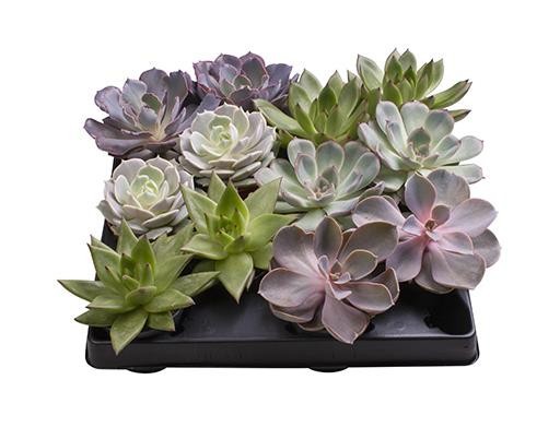 ECHEVERIA-HYBRID 'MIX', D 6 cm