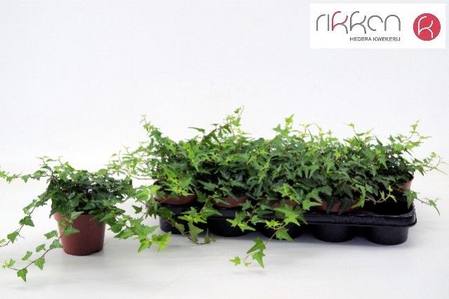 Hedera Martine 12 cm, D 12