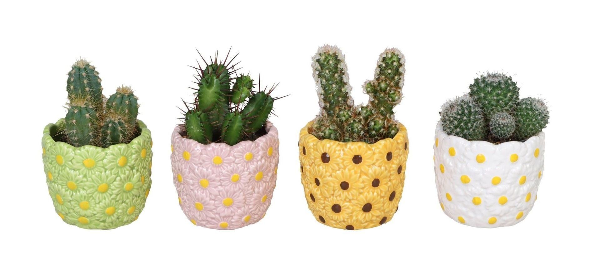 L 66570 with Cactus Mix 6 cm, D 6