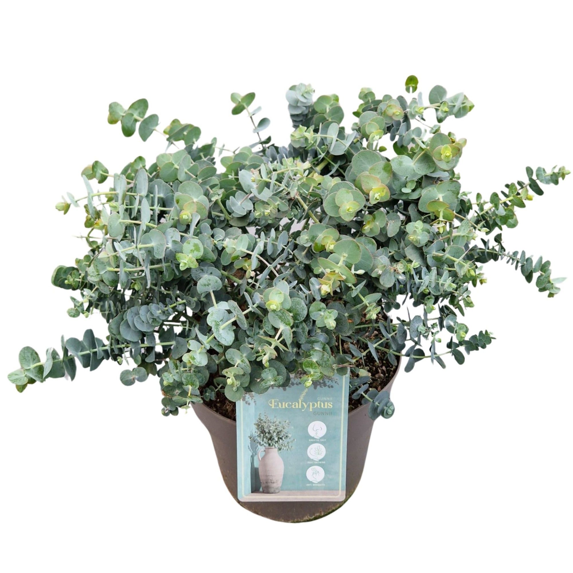 Eucalyptus Gunnii, D 24