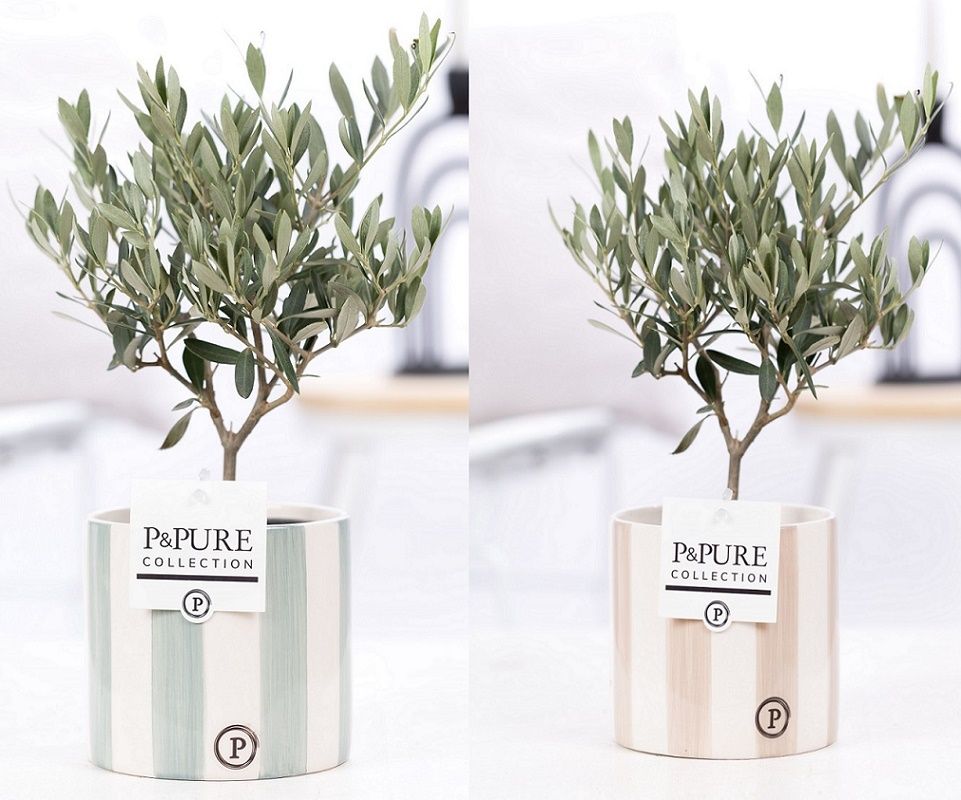 Olea Europaea in P&PURE Eline 2 ceramics ass. 2, D 12