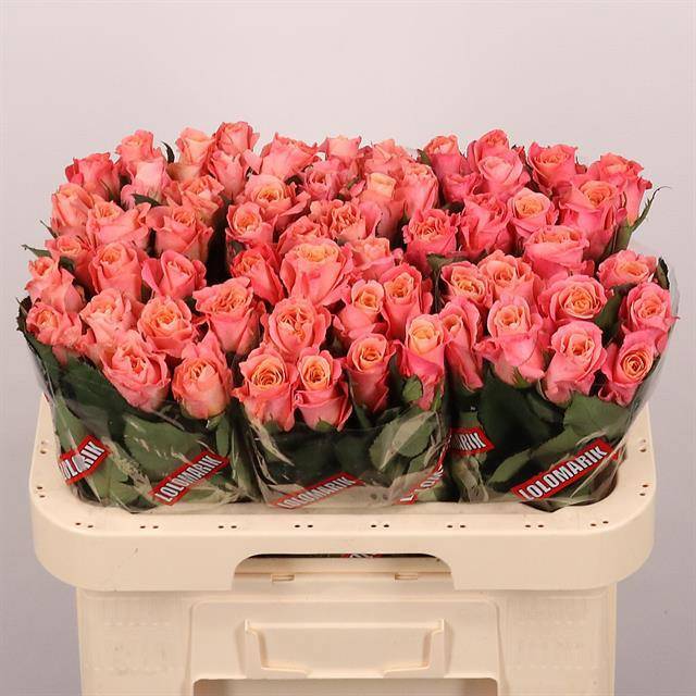 Роза од. Мисс Пигги+ 60, шт.