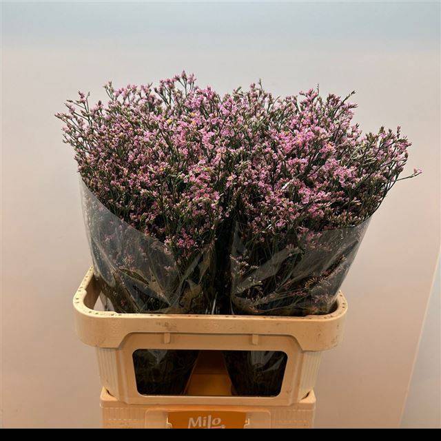 Лимониум Анушка Даймонд 80, шт.