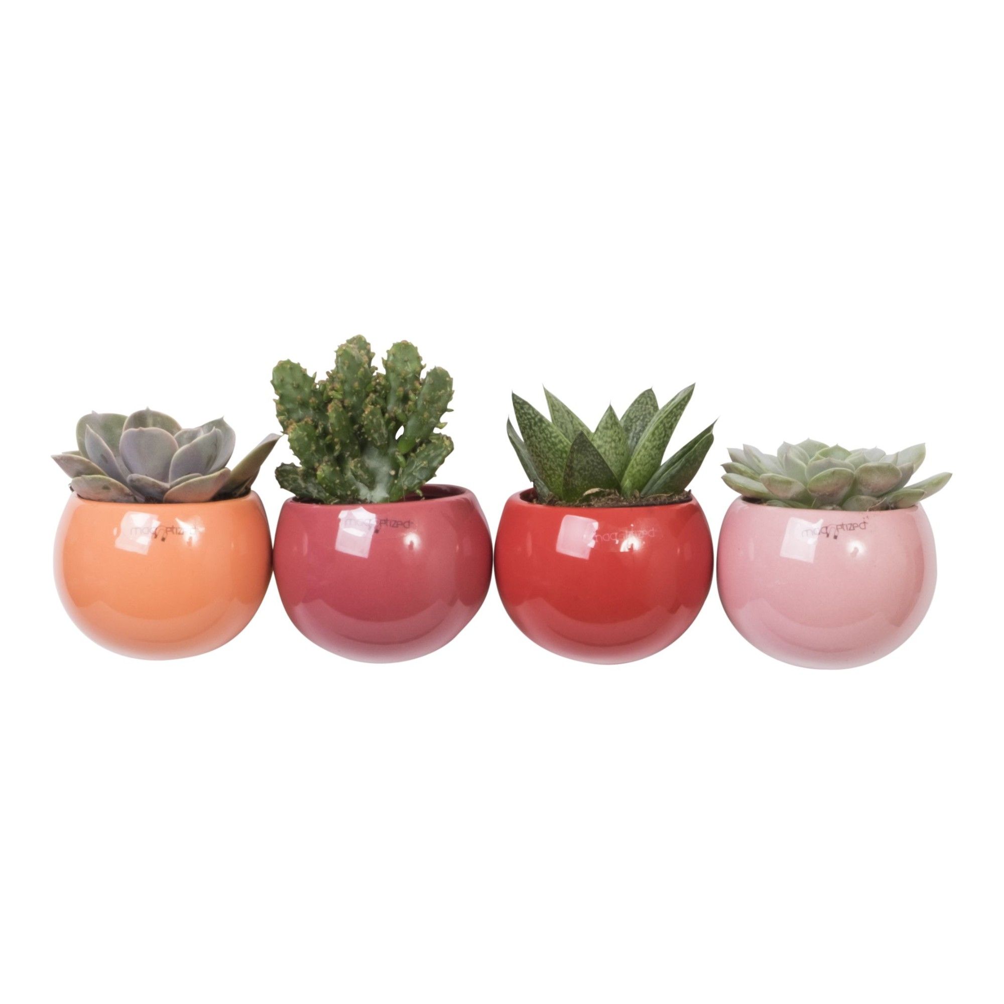 Magnetized Red mix with Succulent mix, D 6 cm