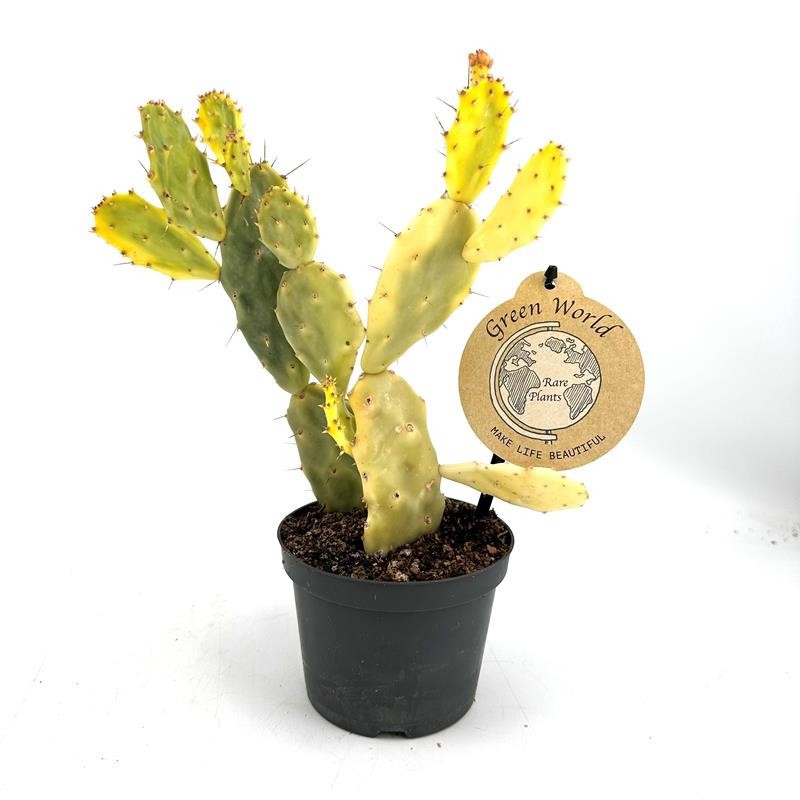 OPUNTIA JAMAICENSIS H994 Opuntia Crazy White, D 12