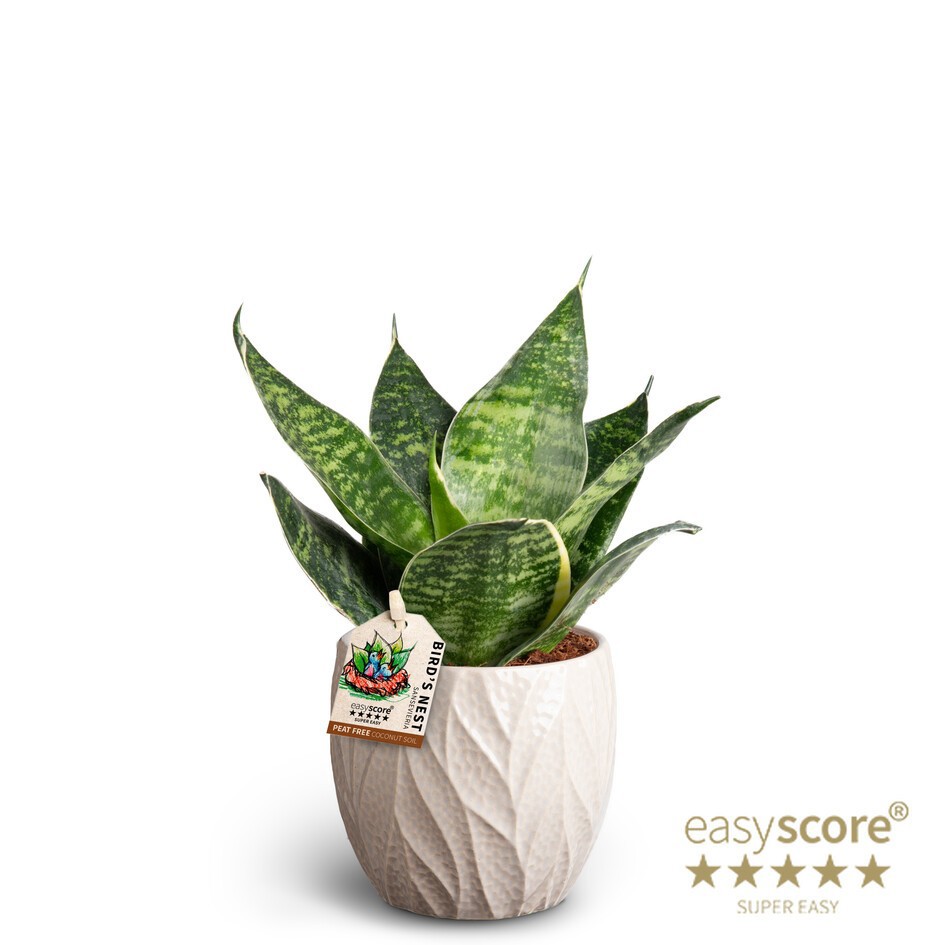 SANSEVIERIA TRIFASCIATA 40933237 Leaf Sand S. Green, D 10