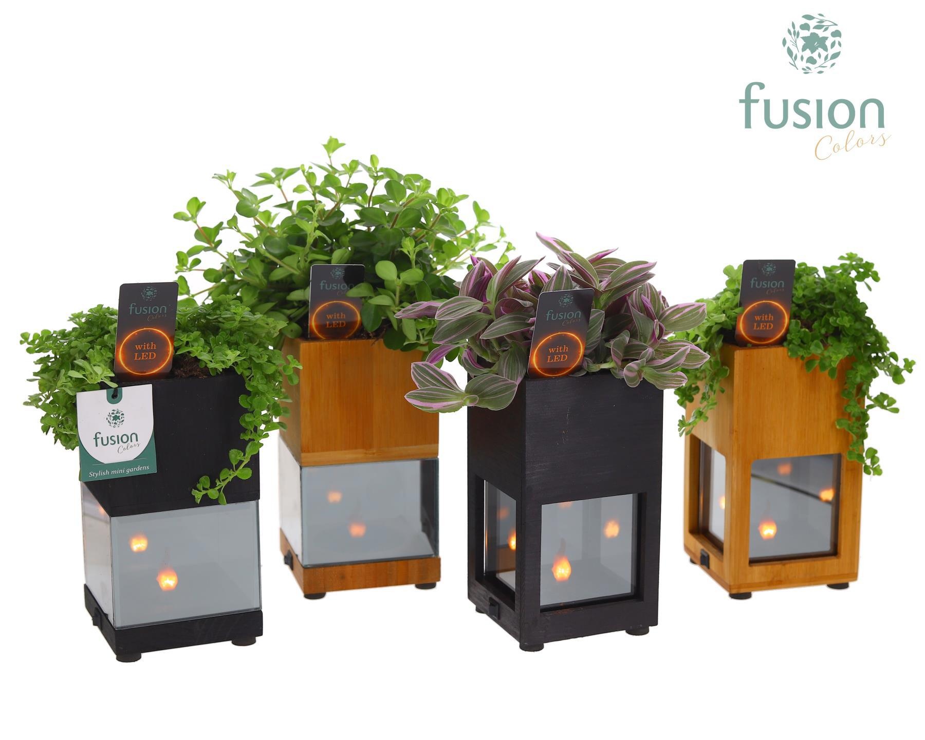 Houten LED planter met vlam met Groen plant mix, D 10 cm Houten LED planter met vlam met Groen plant mix, D 10 cm