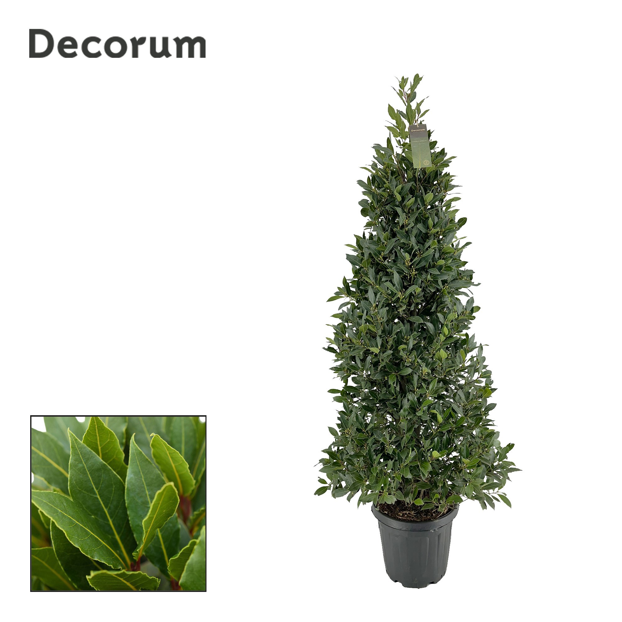 Laurus nobilis Piramide, D 30 cm