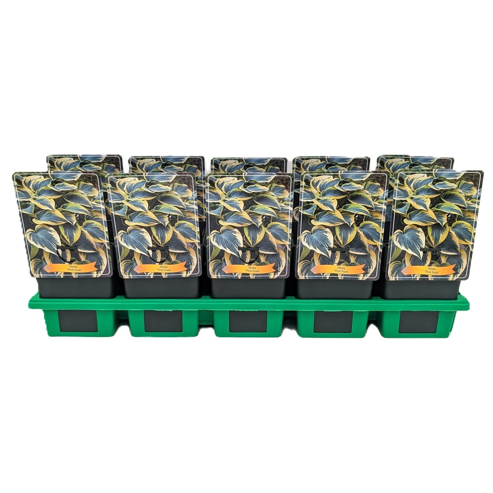 Hosta 'First Frost' P11, D 11