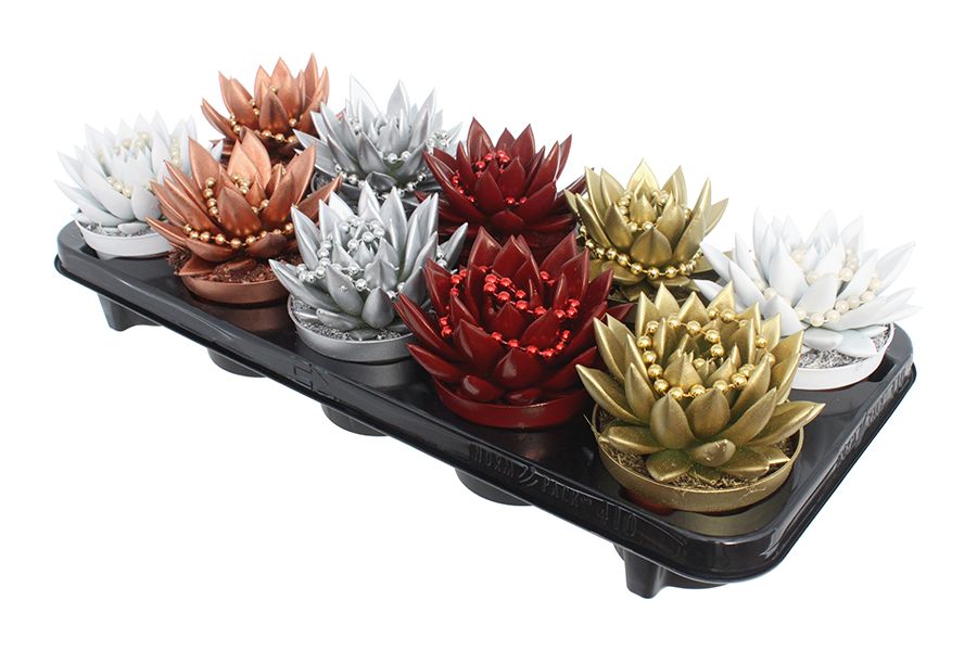 Miranda coloured Xmas + chain mix, D 10,5