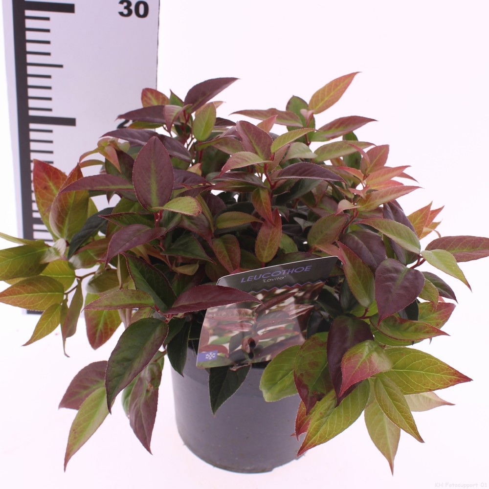 Leucothoe 'Lovita', D 17 cm