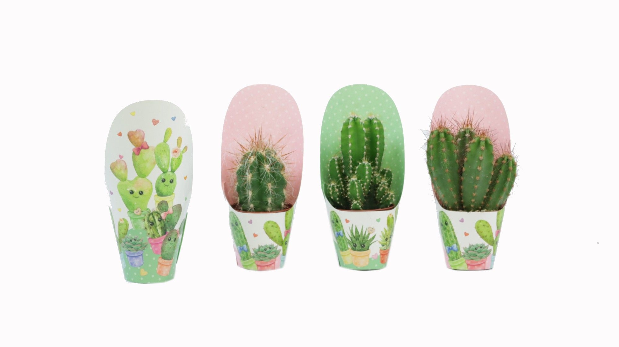 Cactus mix 5,5 cm in love potcover, D 6