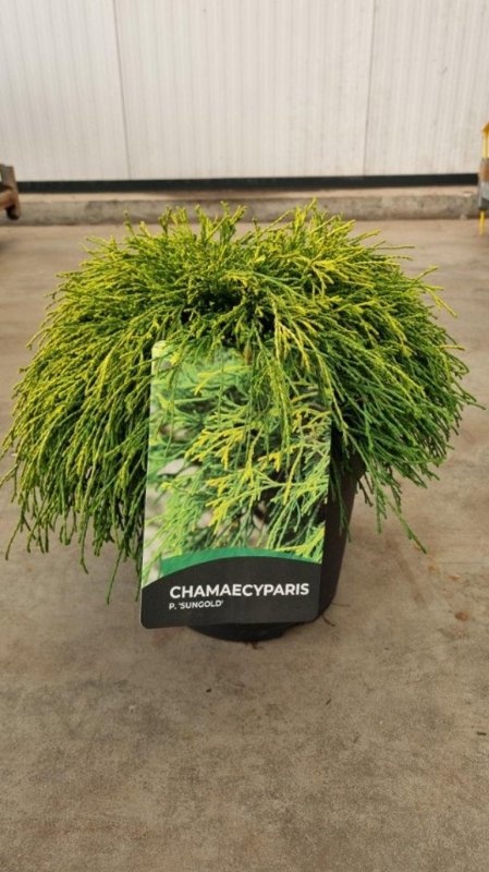 Chamaecyparis p. 'Sungold', D 29