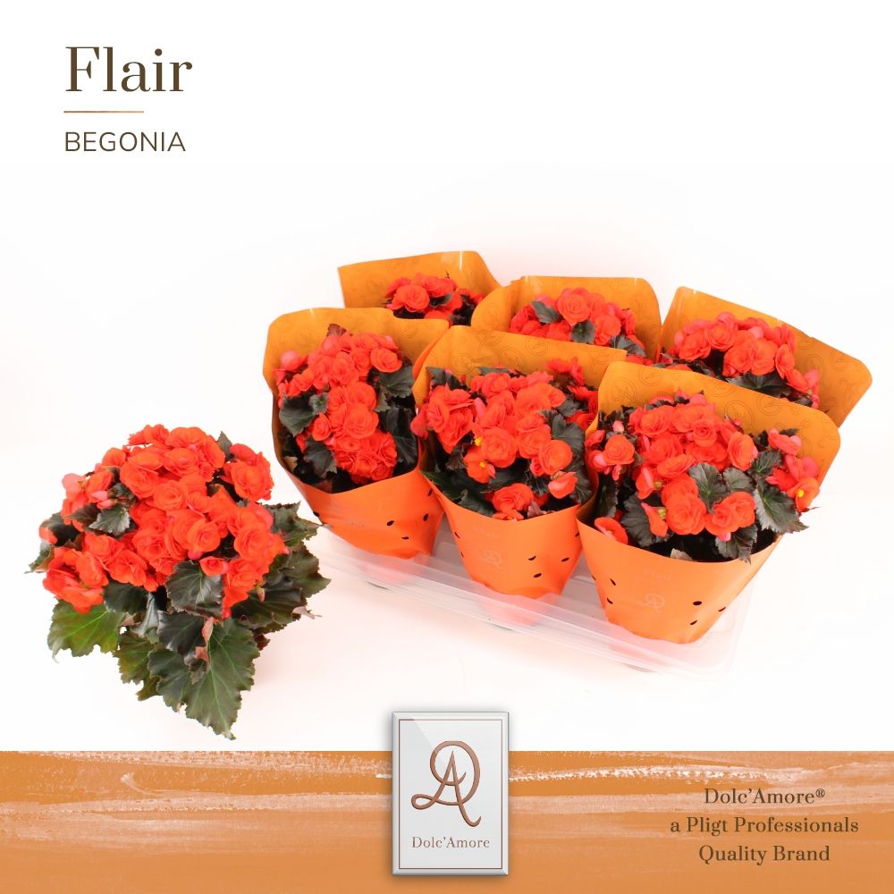 Begonia Mocca Orange P14 Dolc'Amore® Flair Metallic, D 14