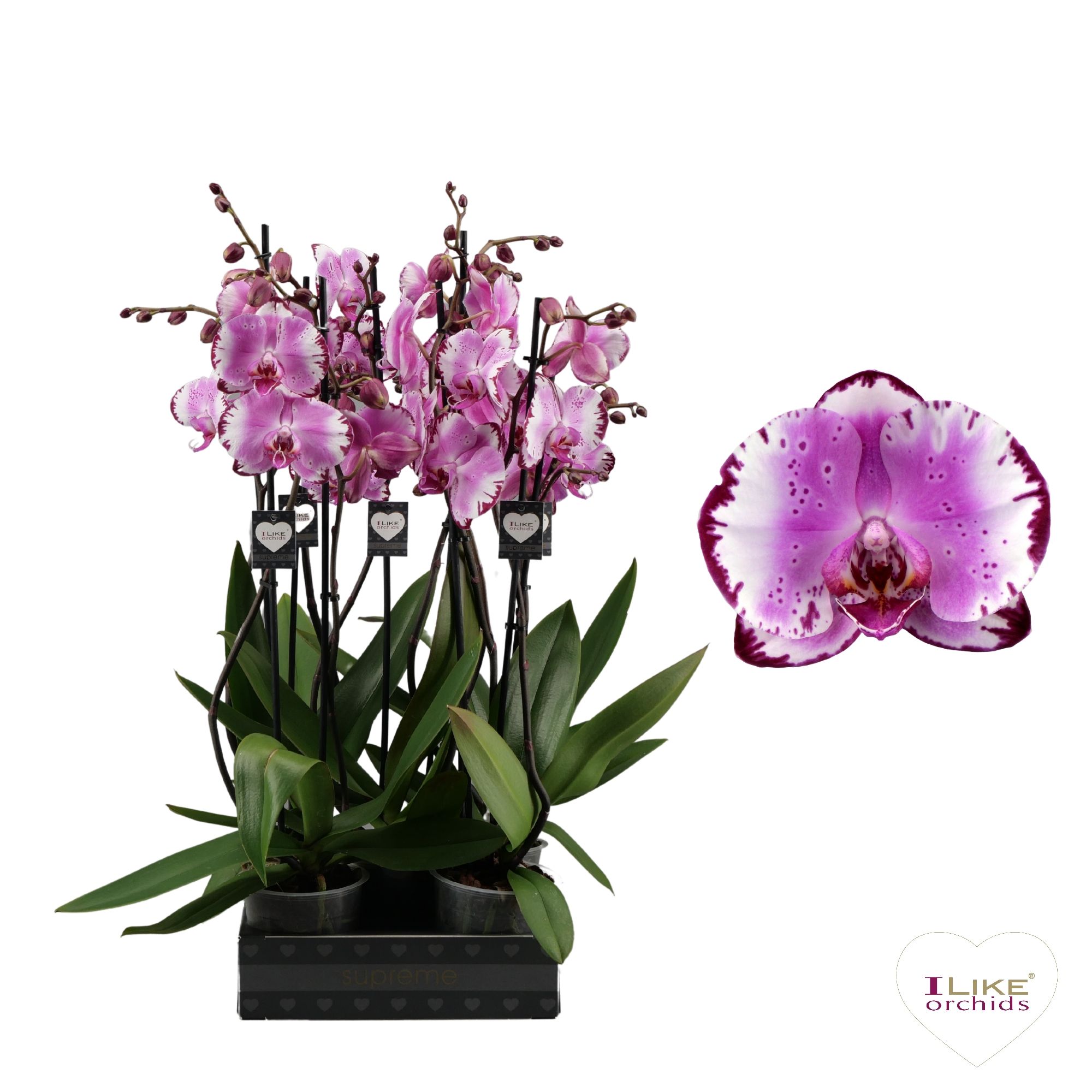 Phalaenopsis Brother You - 2 tak 70cm, D 12