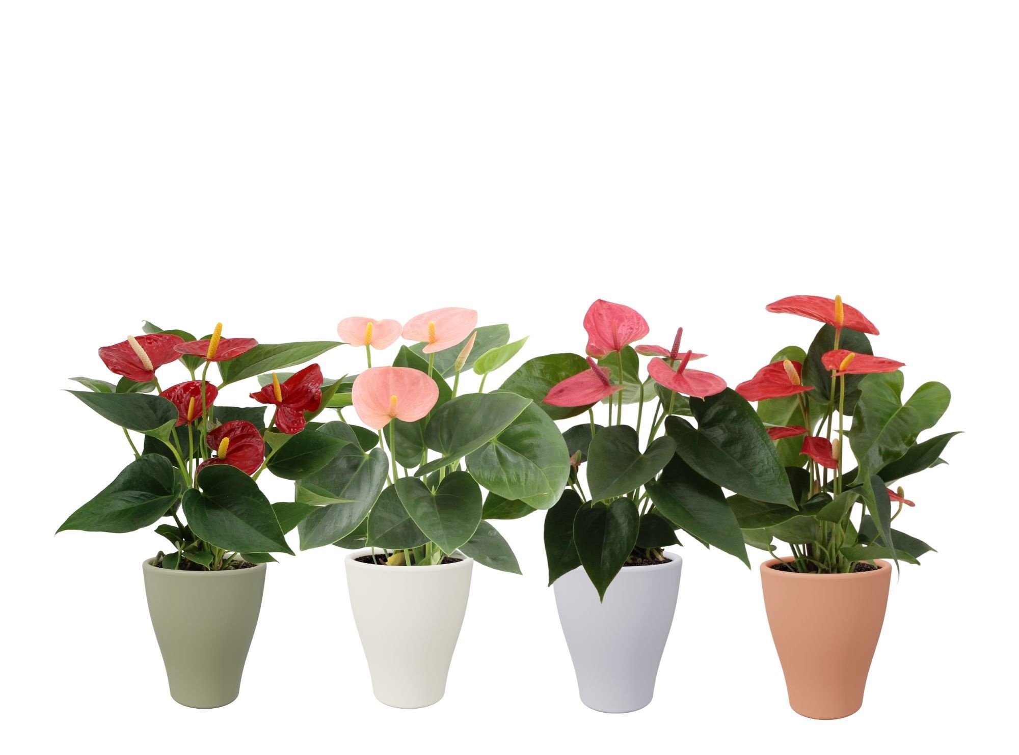 Anthurium 4 color mix in Carly autumn ceramics, D 9