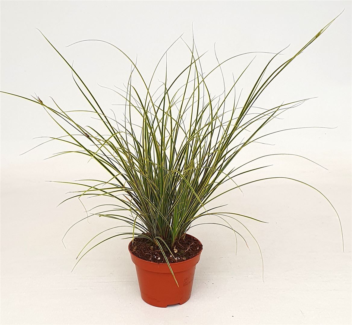 Carex brun. 'Jubilo', D 10,5