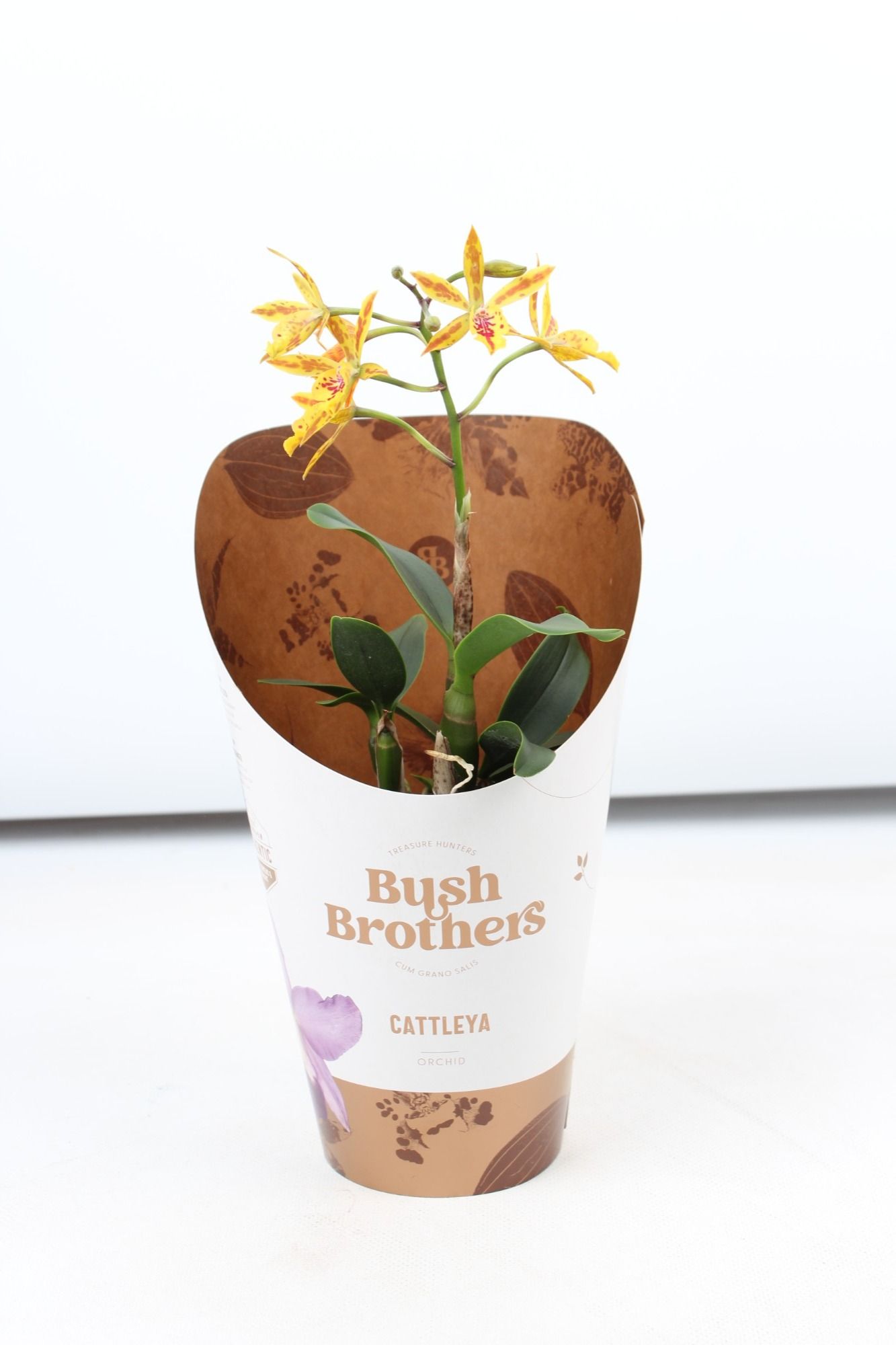 Epi Cattleya Volcano Trick 1 tak 2+ 12 cm, D 12 cm