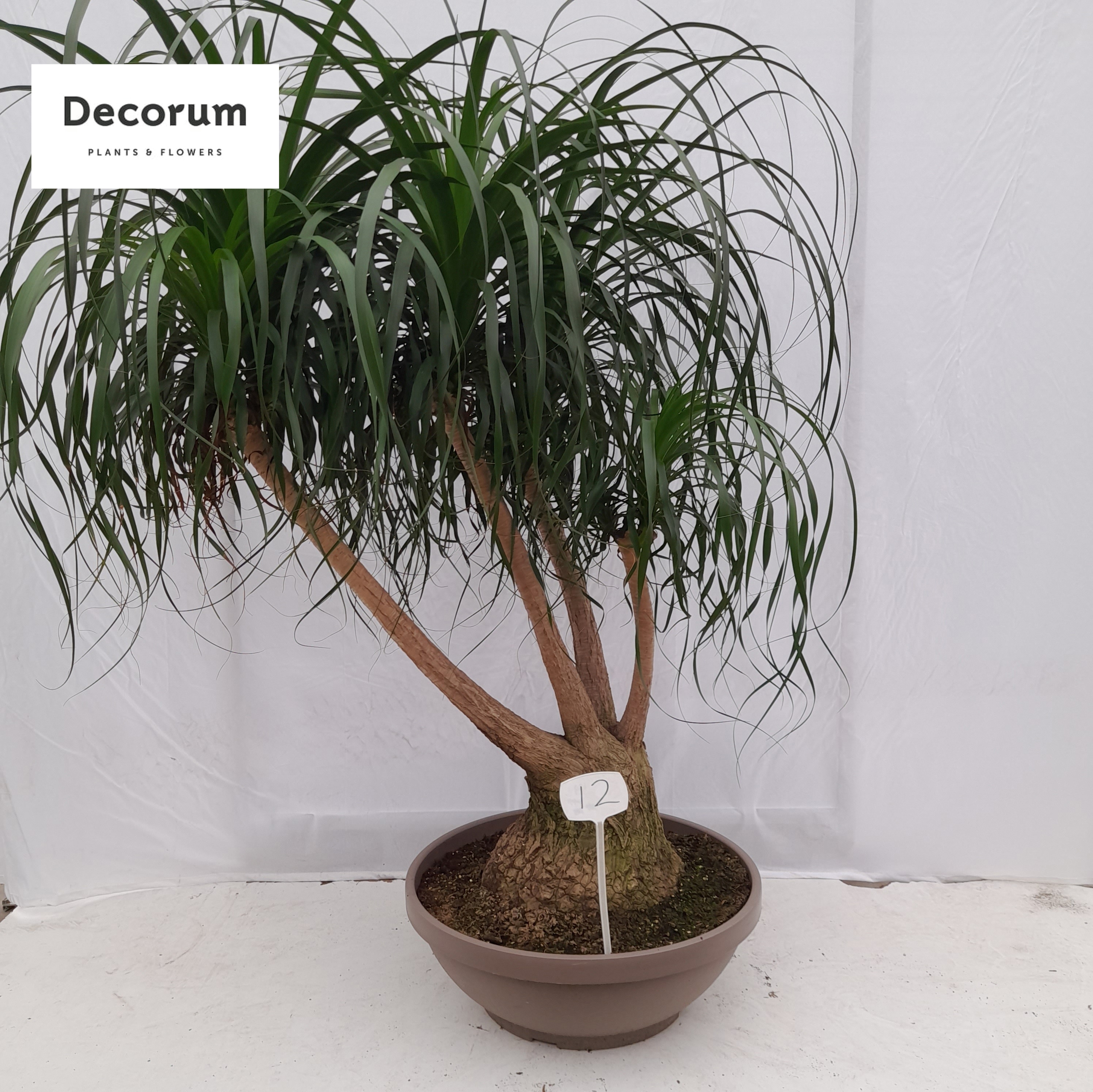 Beaucarnea vertakt op nummer 12, D 60