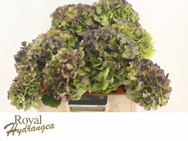 Гортензия Верена Блю Классик 40, шт.