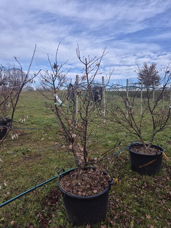 Acer pal. 'Osakazuki', D 65