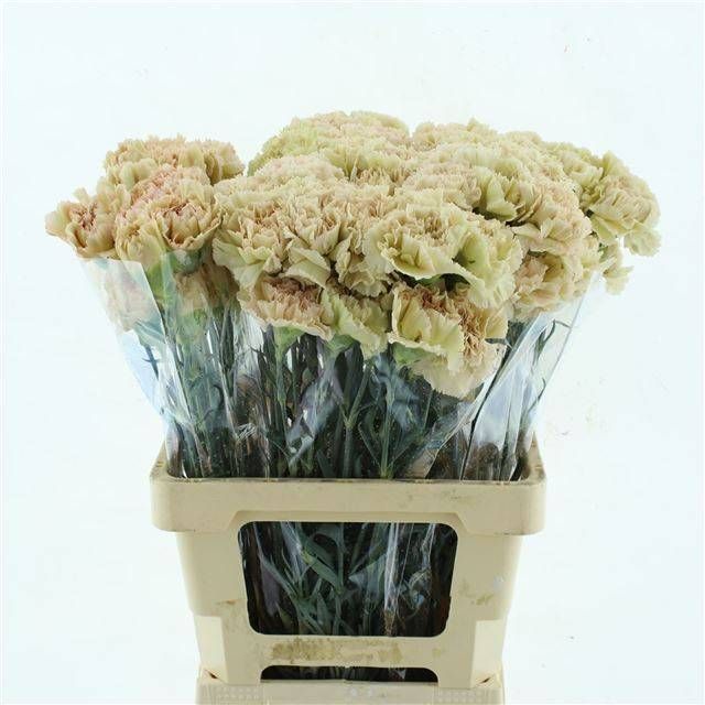 Диантус од. Леже Марроне, шт.