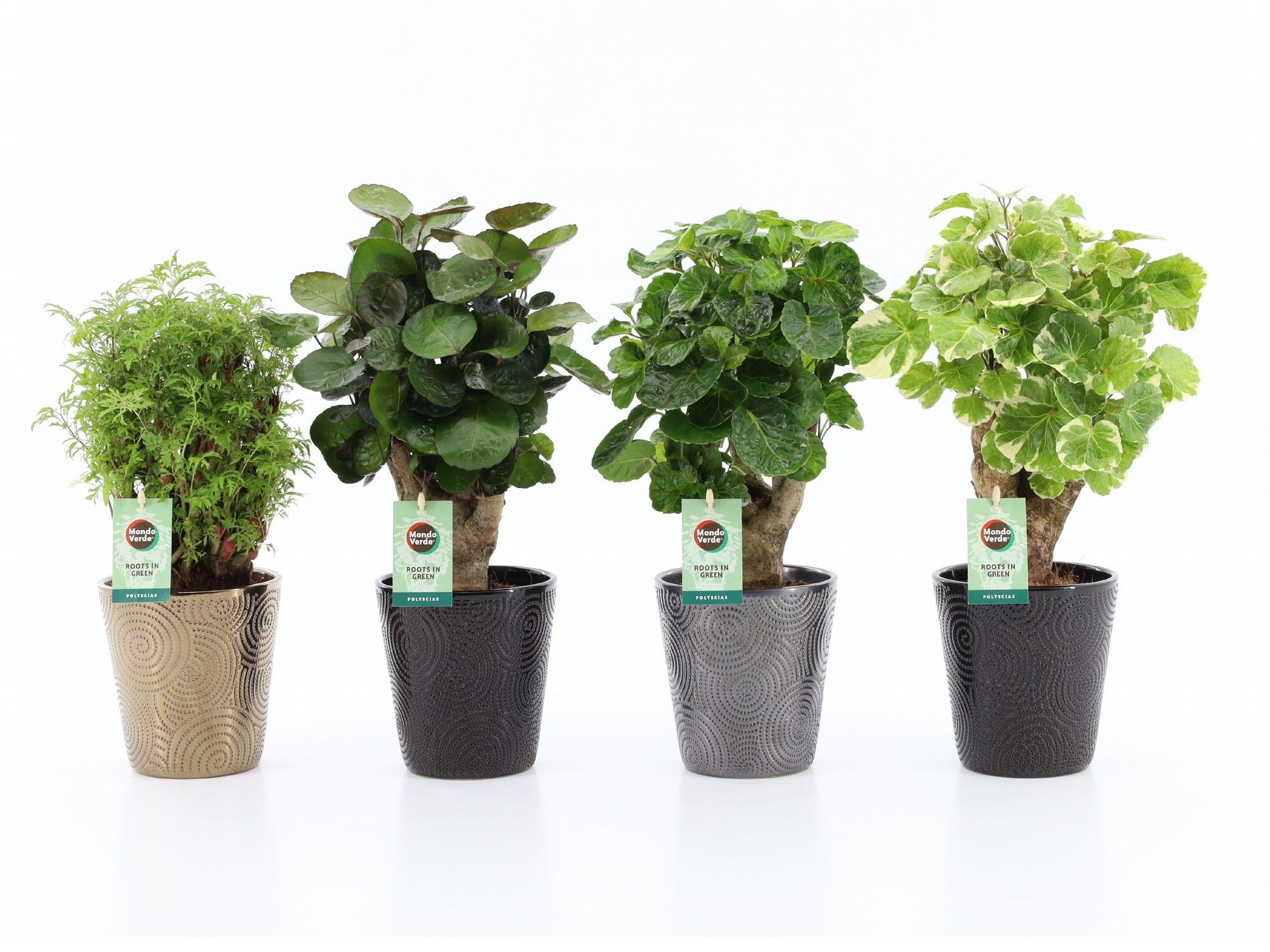 Polyscias Mix 12cm in Infinity keramiek, D 13