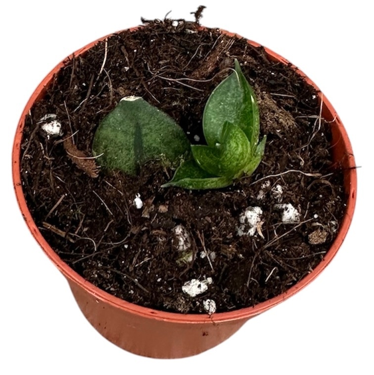 Sansevieria Pyramid, D 6 cm Sansevieria Pyramid, D 6 cm