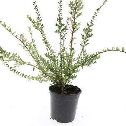 Lonicera nit. 'Hohenheim. Findling', D 14 cm