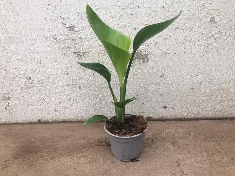 STRELITZIA NICOLAI, D 12 cm
